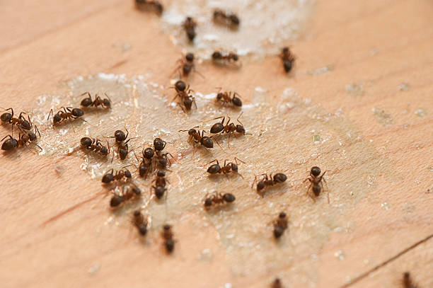 Best Commercial Pest Control Services  in Nome, AK